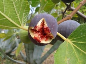 Geöffnete Frucht des Feigenbaumes