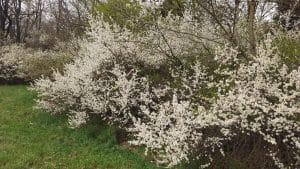Die Felsenbirne ist ein Kernobstgewächs