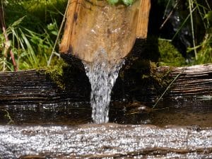 Bäume benötigen Wasser