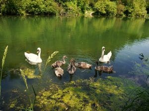 Schwäne benötigen sauberes Wasser