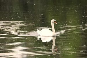 Der Schwan begleitet Menschen seit Jahrtausenden