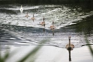 Der Schwan steht für Schönheit und Harmonie