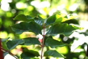Die Stinkesche ist Nahrungsquelle für Insekten und Vögel