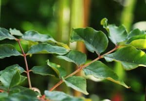 Die Stinkesche ist klimaresistent