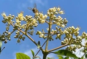 Die Stinkesche wird auch Bienenbaum genannt