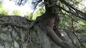 Tree roots extending through the earth, symbolising the connection between nature, spiritual strength and human development.