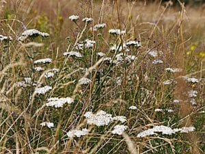 Yarrow (Achillea millefolium), a traditional medicinal plant symbolising the healing forces of nature.