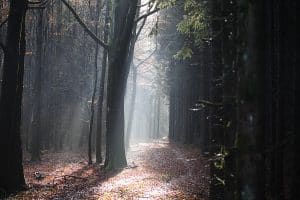Schamanische Ausbildung. Waldweg, eine Seite des Weges im Licht, die andere im Schatten – Sinnbild für Entscheidung, Weisheitsweg und schamanische Ausbildung.