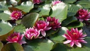 Schamanische Ausbildung. Seerosenteich mit rosa blühenden Seerosen und grünen Schwimmblättern – Sinnbild für schamanisches Lernen, geistige Entwicklung und zukünftige Heilwege.