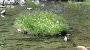 Kreisrunde Grasinsel mit gelben und weißen Blüten in klarem Wasser, umgeben von Steinen – Schamanische Ausbildung II.