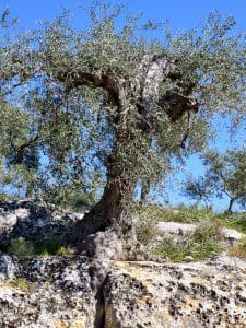 Alter Baum mit mächtigen Wurzeln und ausladenden Ästen – Symbol für die geistigen Wurzeln und Zukunftskräfte der schamanischen Ausbildung.