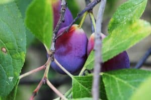 Baum mit jungen Früchten und grünen Blättern – Sinnbild für das Werden des Zukünftigen und die Früchte geistiger Entwicklung.