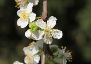 Aufrecht stehender Zweig mit weißen Obstbaumblüten – Sinnbild für die Entfaltung eines höheren Bewusstseins in der schamanischen Ausbildung.