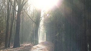 Schamanische Ausbildung I. Magisch beleuchteter Wald mit Bäumen und geheimnisvollen Lichtstimmungen – Sinnbild für die geistigen Wegbegleiter der Natur und den Tatenweg der schamanischen Ausbildung.