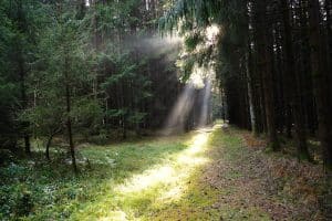 Schamanische Ausbildung Seminar 3. Sonnenstrahlen durchdringen einen dichten Wald und erhellen den Waldboden – Sinnbild für den heiligen Wald der schamanischen Ausbildung.