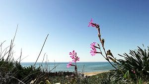 Spirituelles Heilen - Modul 4. Rosa blühende Pechnelken mit dem Meer im Hintergrund – Sinnbild für Wandlung, Lebenskraft und geistige Erkenntnis.