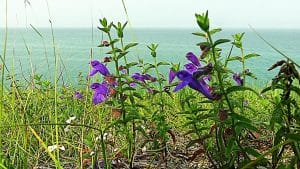 Spirituelles - Heilen Modul 5. Blaue Blumen auf einer Anhöhe mit Blick auf das Meer – Sinnbild für die Heilkraft der Natur, Regeneration und geistige Verbundenheit.