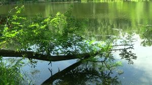 Spirituelles Heilen - Modul 2. Klarer See in grüner Naturlandschaft – Sinnbild für geistige Wahrnehmung und innere Klarheit im spirituellen Heilen.