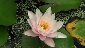Spirituelles Heilen - Modul 3. Das Herz als Heiligtum – die rosa Seerose als Sinnbild für Herzheilung, seelisches Erwachen und innere Freiheit.